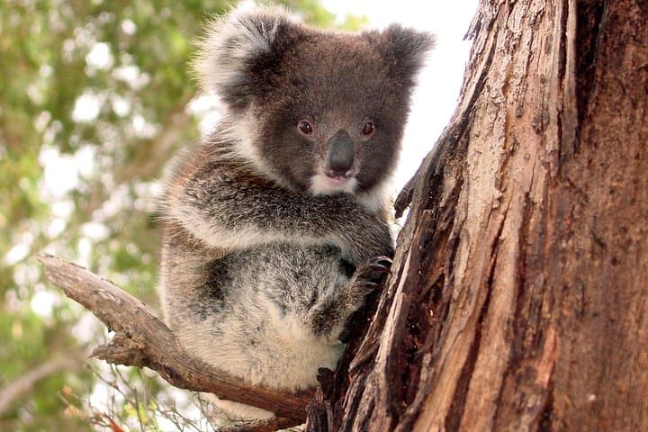 Kangaroo Island Luxury Small Group 'Island Life' Full Day Tour