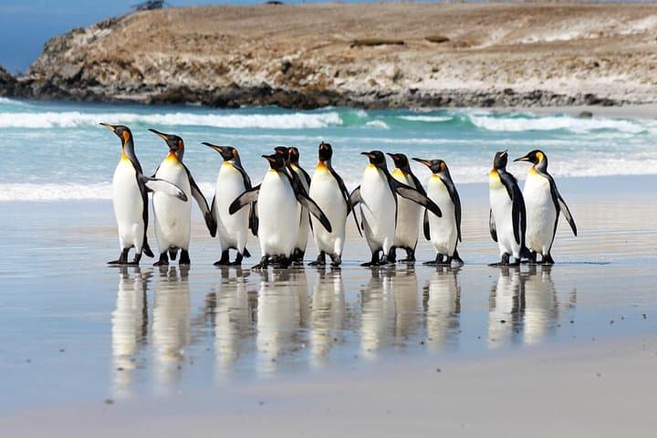 Volunteer Point in Falkland Islands