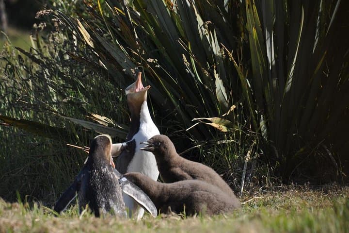 Iconic Wildlife Tour with Yellow Eyed Penguins & Royal Albatross