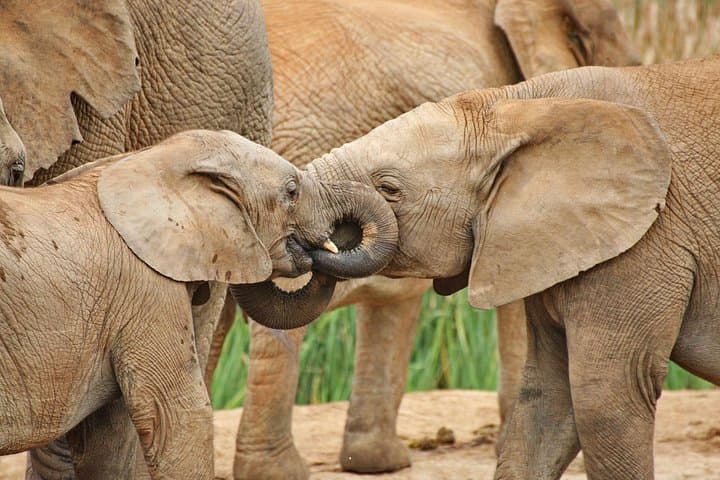 Addo Elephant National Park Tour - Full day of Wildlife Wonders