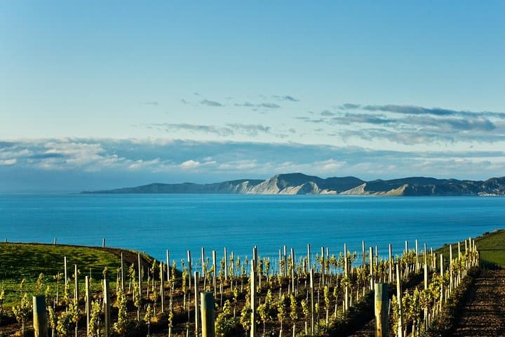 Picton CRUISE SHIP Shore Excursion Marlborough Wine Tour 