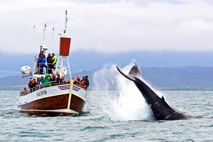 Traditional Whale Watching from Húsavík by Local Family Company