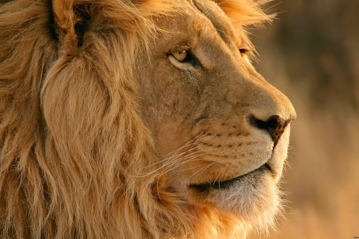 Big Five Safari and Breede River Valley Guided Day Trip 