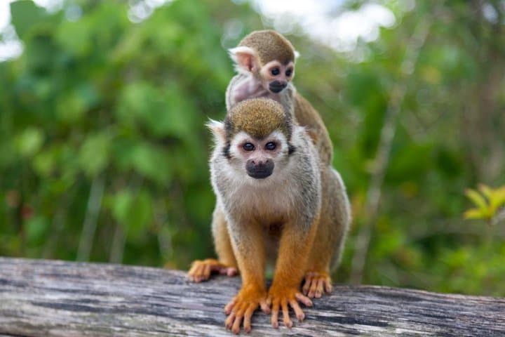 Monkeyland and Plantation Safari from La Romana