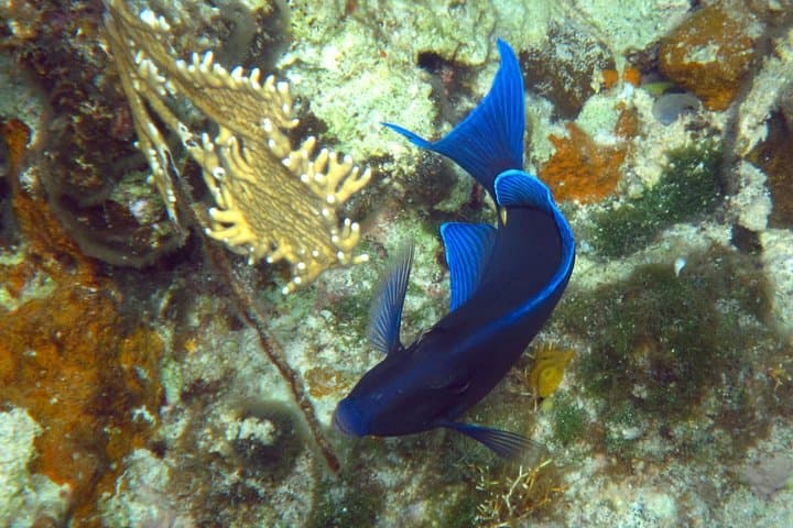 Grand Turk - Amazing Wall Snorkeling Tour