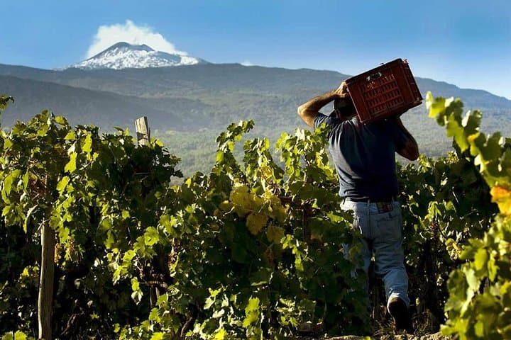 Etna Private tour from Messina Cruise Terminal + Lunch at Winery 