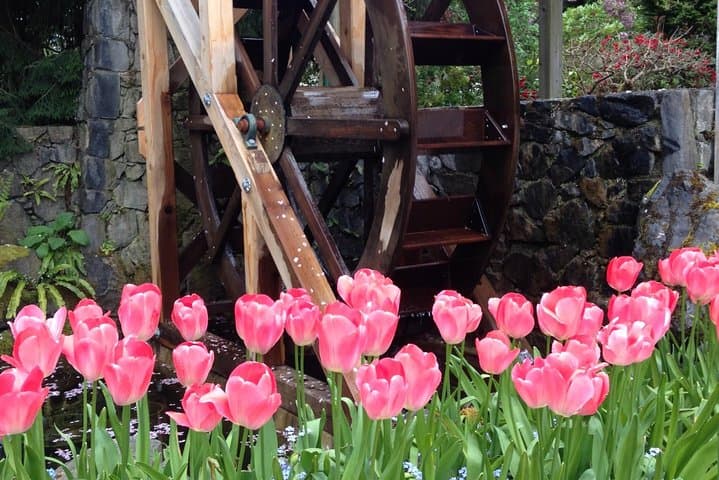 Private Deluxe Tour of Victoria & to Butchart Gardens (5 hrs)