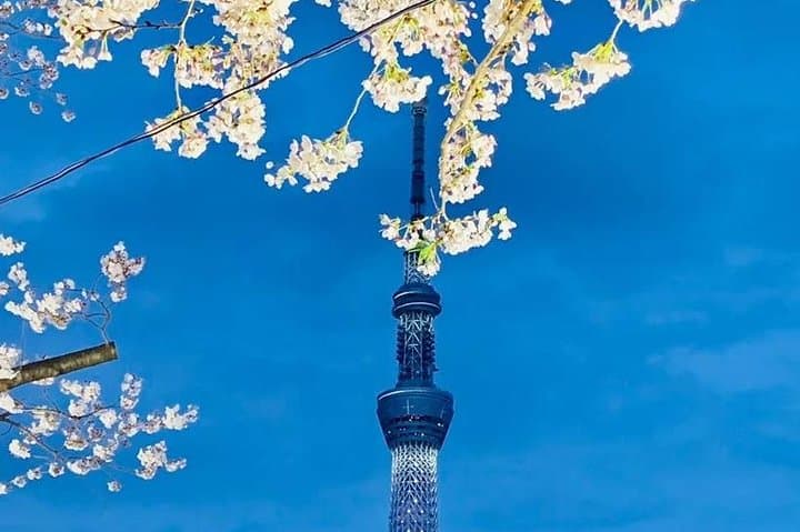 1 Day Private Charter Tokyo Sight Seeing Fully Licenced Operator