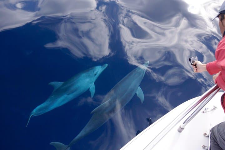 Alghero - Dolphin Watching (Spring & Autumn Tour)