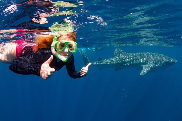 Swimming with the Whale Sharks - Ningaloo Reef (Exmouth)