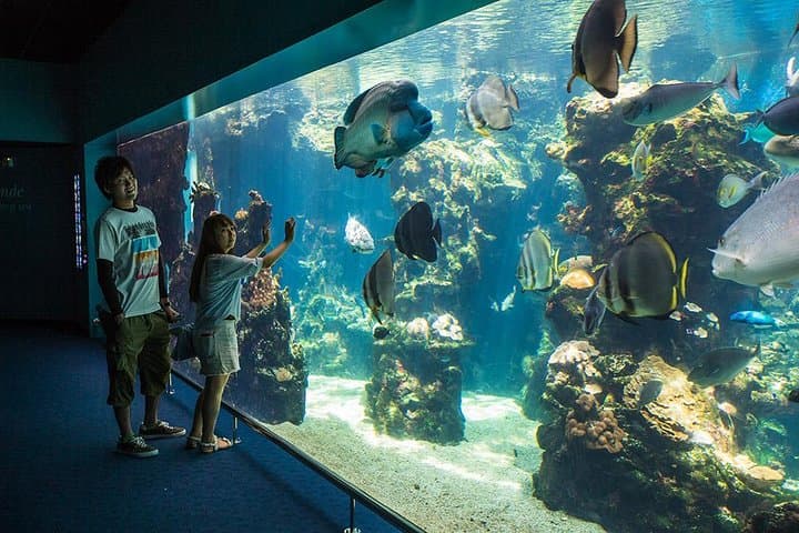 Aquarium Package in Nouméa's with Admission with Hop-on Hop-Off 
