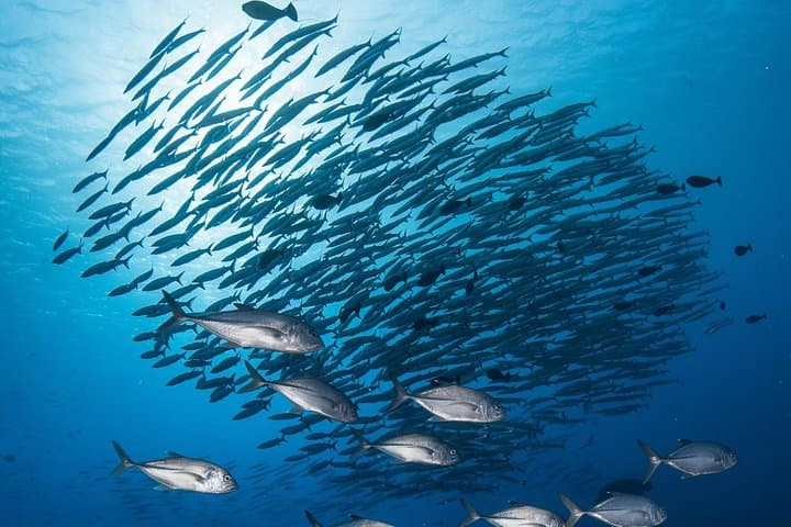 Fakarava 2-tank Certified Scuba Dive