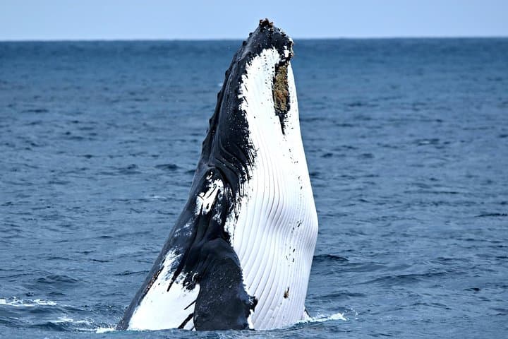 Educational Whale Watching Tour from Perth