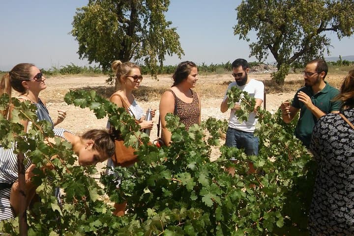 Private Wine Tour with Wine Tasting and Full Lunch (day trip)