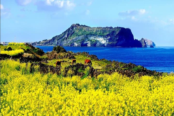 Full Day Jeju Private Customizable highlight Tour 