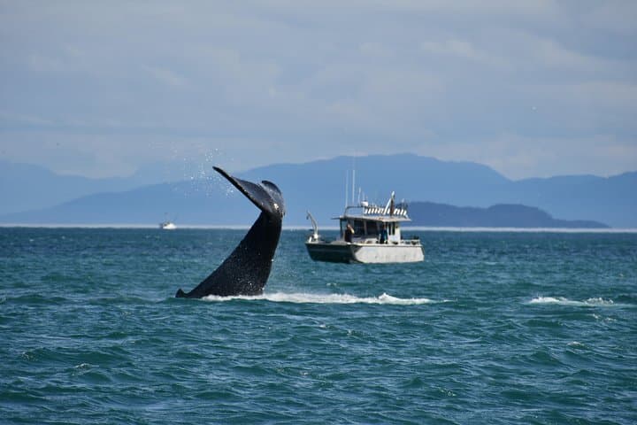 Whale Watching Charters and Bear search through Icy Strat Alaska
