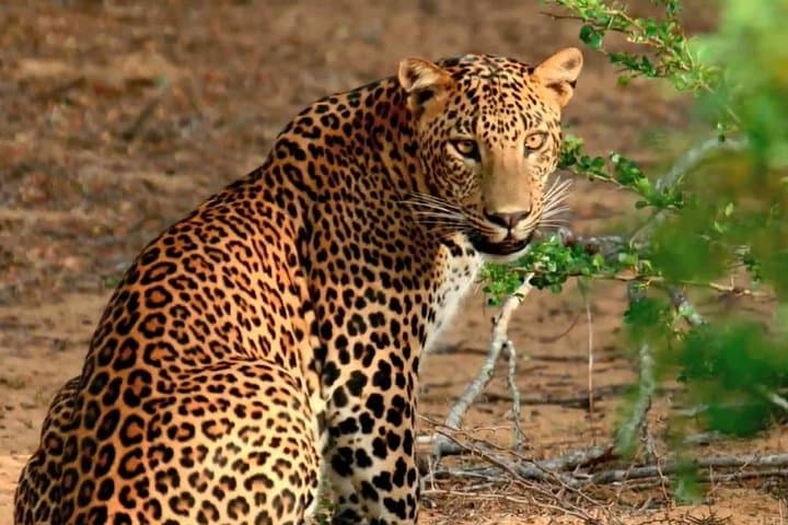 Yala Safari from Hambantota Port by BTM - Private & All Inclusive