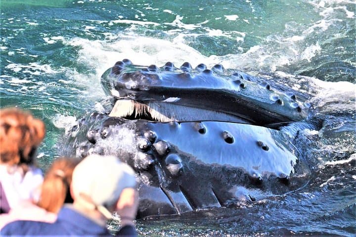 City Cruises Boston Whale Watching Cruise by High-Speed Boat