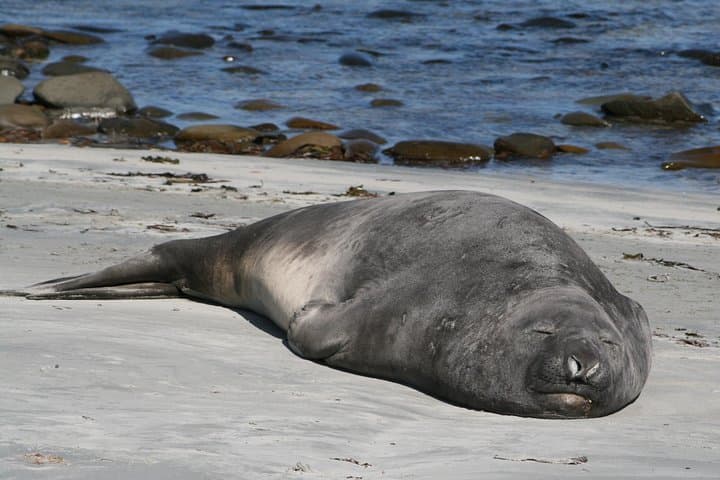 Penguins, Elephant Seals and City Attractions at Falkland Islands