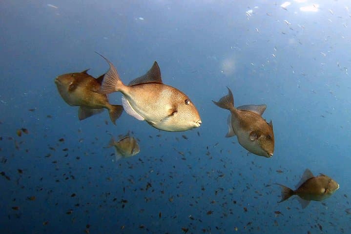 Diving baptism in the Marine Reserve of Cabo Tiñoso