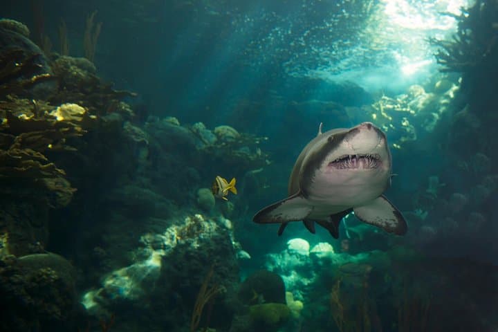 The Florida Aquarium in Tampa General Admission