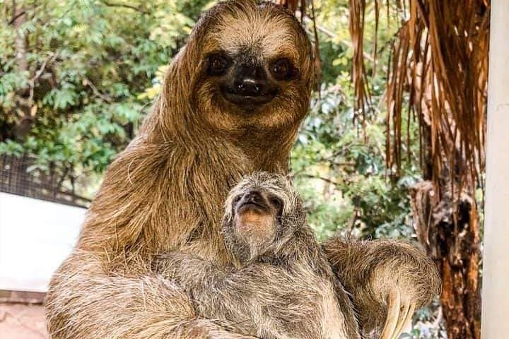 Roatan Monkey and Sloth Tour with Chocolate and Rum Factory