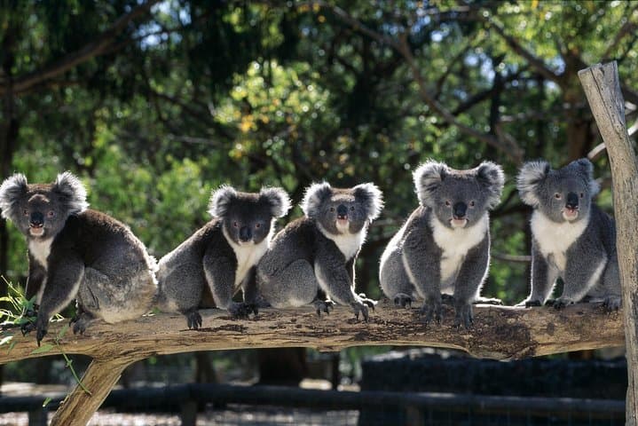 [Private Tour] Healesville Sanctuary Wildlife & Puffing Billy Steam Train