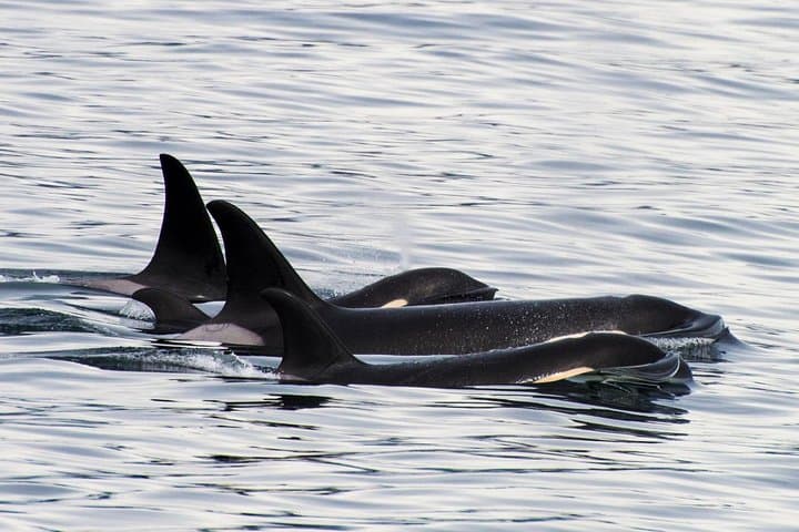 Kenai Fjords Orca Quest Cruise