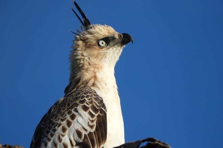 Bundala National Park Birds Watching Safari Tour
