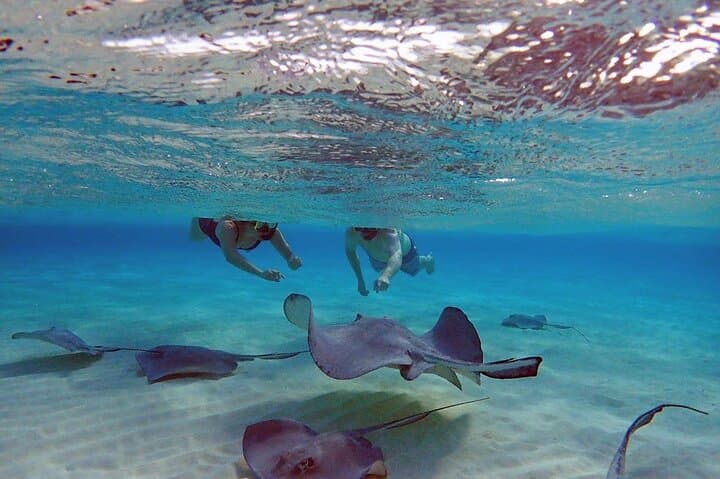 Stingray City, Snorkeling, & StarFish (Eco Tour)