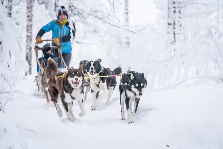 Small Group Wilderness Husky Sledding 2h from Tromsø (car needed)
