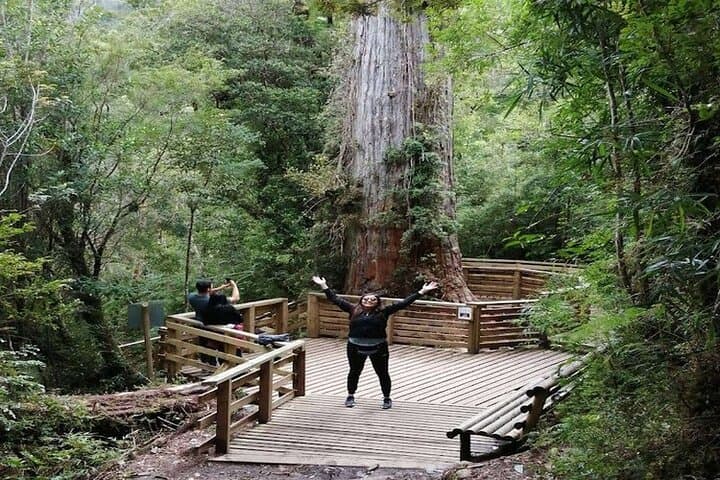 Alerce Andino National Park/Alerce Millenario/Cruises