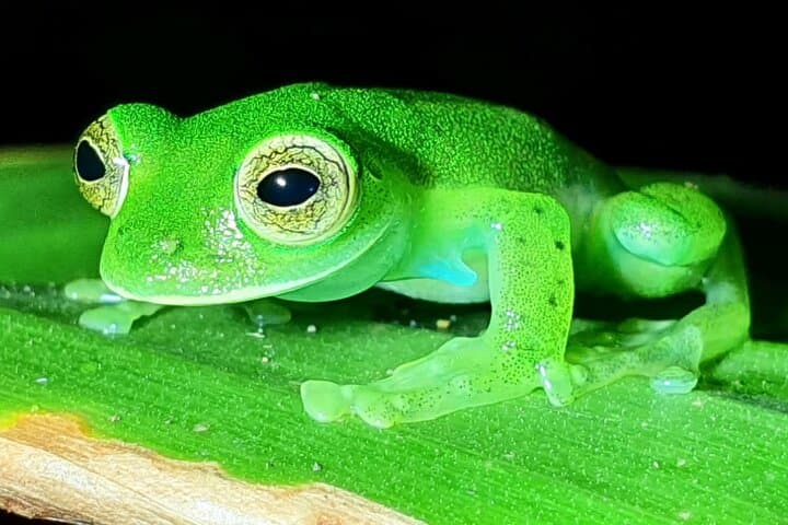 Monteverde Night Tour: Glass Frogs, lateralis, Sloths & Jungle