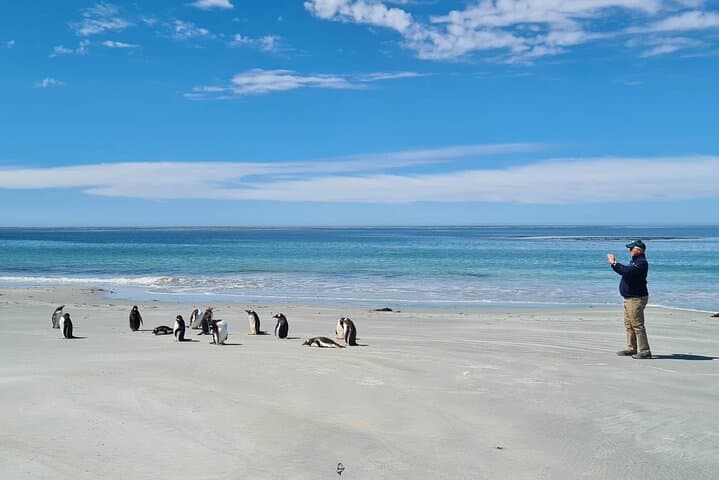 Private Penguin Paradise Tour: Penguins, Scenery & Stanley