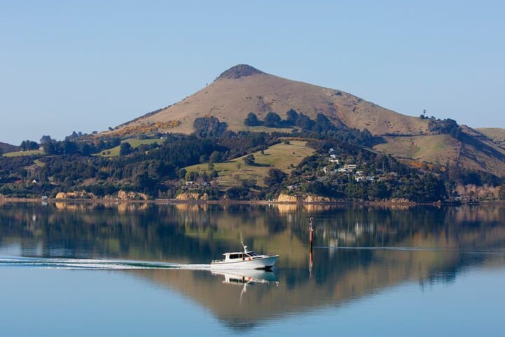 Otago Harbour Wildlife Cruise (Dunedin Shore Excursion)