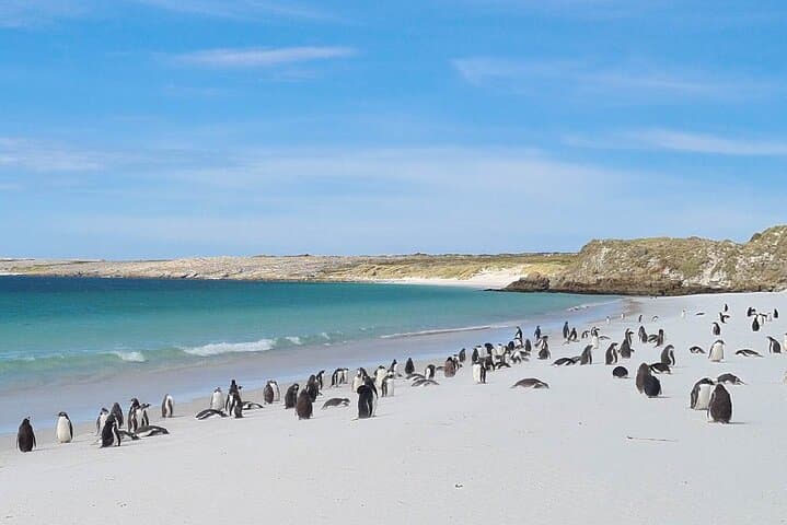 Private Coastal Gems Tour: Penguins, Scenery & Stanley