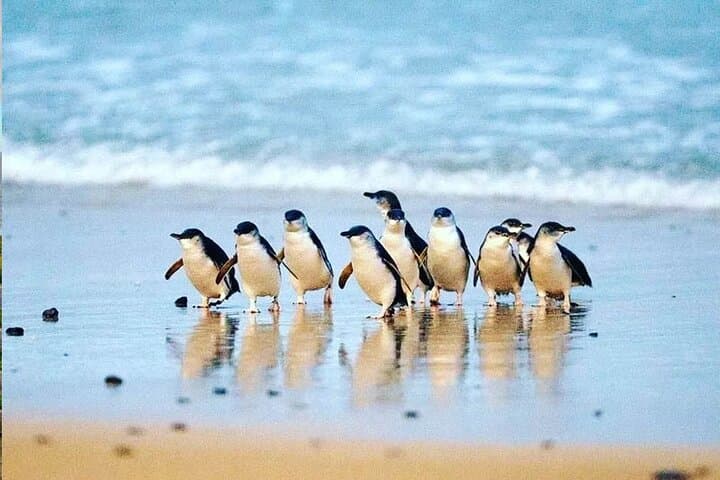 Golden Hour Penguins Express Tour with Pickups on Phillip Island