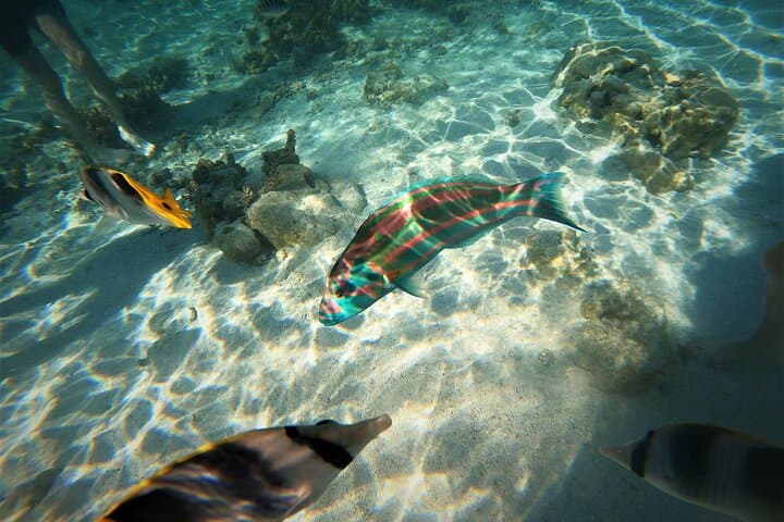 Raiatea-Tahaa Snorkeling in our beautiful Coral Garden
 