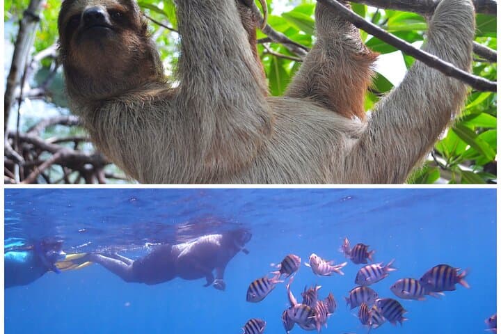 Roatan Drift Snorkel and Monkey/Sloth Sanctuary Tour