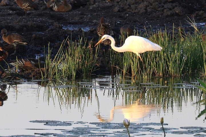 LookAbout Darwin, Wetlands & Wildlife Premium Tour - Max 6 Guests