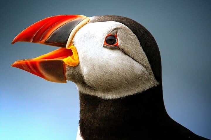 Late Season Puffin & Scenic Coastal Cruise