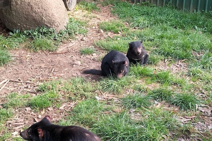 Wings Wildlife Park and Scenic Tour 