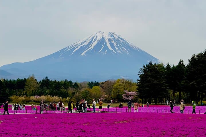 VIP Mt. Fuji, Lake Kawaguchiko & Lake Yamanakako One Day Tour