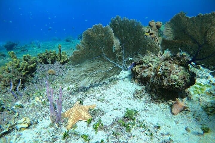 Snorkel along the coast, explore two reefs by Chivis del Mar 