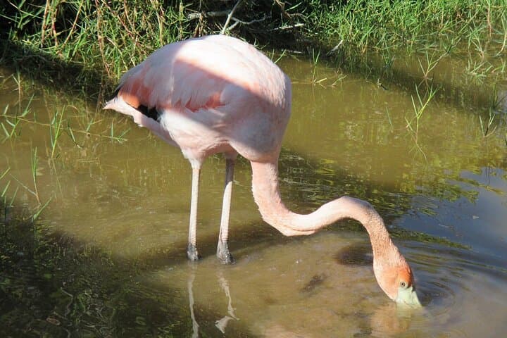 Isabela full-day from Santa Cruz with Tintoreras & Flamingos