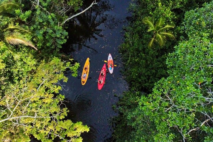 Puerto Viejo Sloth Jungle and River Kayaking Tour