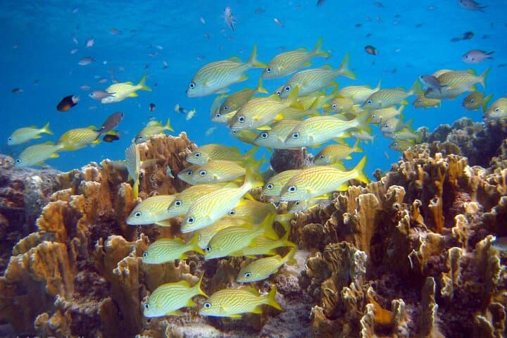 South tour and Snorkel combo, Max. group of 12.