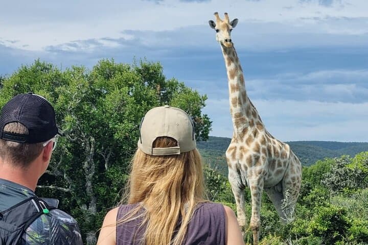 Full-Day Addo Elephant Park & Giraffe Walk 