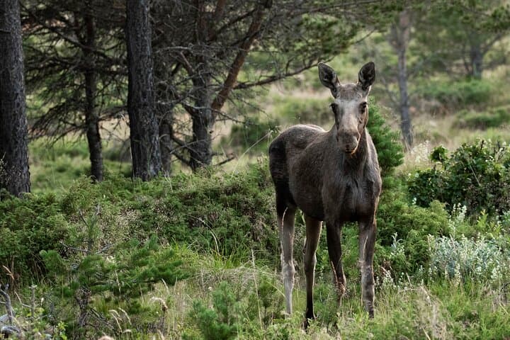 Moose Safari │ Dovre & Lesja Aktiv