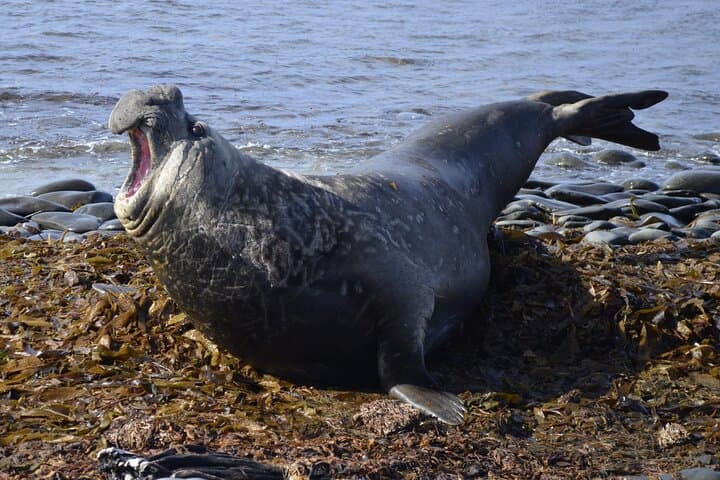Private Wild Shores Tour: Penguins, Elephant Seals & Stanley